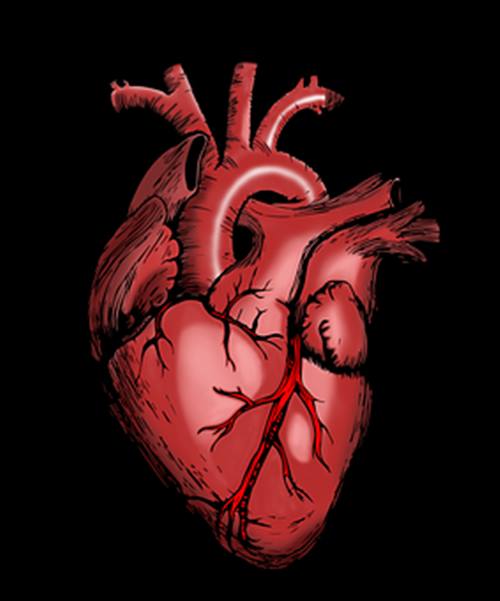 ปัญหาเกี่ยวกับหัวใจและหลอดเลือด